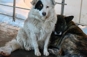 «Вот эти стайки мы видим из окна»: глава Заводского района назвал «банальным» то, что из 741 заявки на отлов бездомных собак были исполнены лишь 345