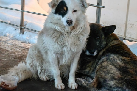 «Вот эти стайки мы видим из окна»: глава Заводского района назвал «банальным» то, что из 741 заявки на отлов бездомных собак были исполнены лишь 345