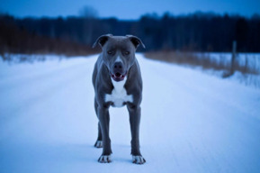 Ребенку потребовалась операция после нападения собаки. Владелицу животного к ответственности не привлекли