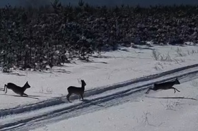 Чиновники использовали шум, чтобы выгнать животных из леса: им попались зайцы, косули и лоси (видео)