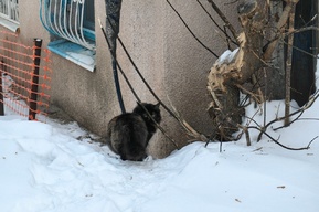 В Саратове ожидается плюсовая температура
