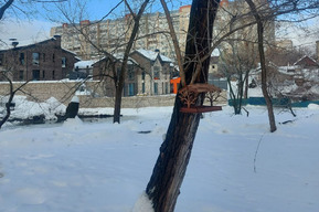 «Стабильный спрос» у обитателей: МБУ «Садово-парковое» «виртуозно» ответило на замечание жительницы о пустых кормушках для птиц в горпарке и невозможности подойти к ним из-за сугробов