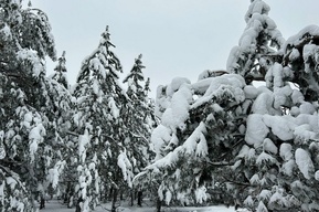 Снег, сильный ветер и до 19 градусов мороза: в Саратовской области ожидается плохая погода