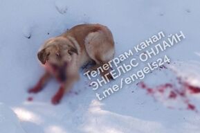 В Энгельсе мужчина расстрелял собаку из двуствольного ружья: возбуждено уголовное дело