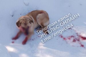 В Энгельсе мужчина расстрелял собаку из двуствольного ружья: возбуждено уголовное дело