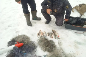 На браконьеров в регионе возбудили четыре уголовных дела