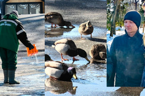 Три причины, по которым директор МБУ «Садово-парковое» не стал есть «безопасные для окружающей среды и животных» реагенты, рассыпанные в Горпарке Саратова