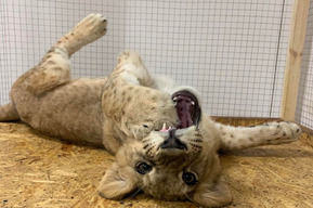 В саратовском ТЦ могут закрыть незаконно работающий зоопарк (ранее его владелицу привлекали к ответственности за работу без лицензии)