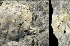 В Саратовской области обнаружили новый вид десятиногих ракообразных крабов, живших в эпоху палеоцена 