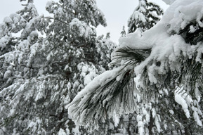 В Саратовской области вновь ожидается до 19 градусов мороза, однако ветер подует южный