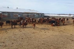 В регионе обнаружили 169 нелегальных коров: животных отправили на карантин 