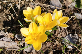 Ученые высчитали точный момент наступления астрономической весны