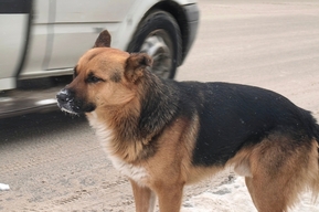 В Энгельсе агрессивные бездомные собаки бросаются на людей: возбуждено уголовное дело