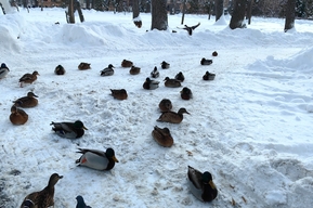 Саратовцев ожидает плюсовая температура и снег