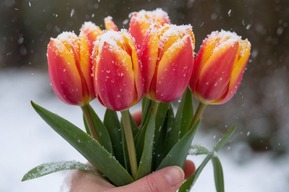 В Международный женский день жителей региона ожидают мокрый снег и сильный ветер