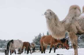 Ветеринары рассказали о верблюде, который живёт в компании лошадей и обожает бананы