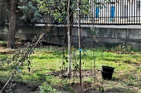 В ожидании посадок: мэрия Саратова продолжает закупать саженцы в Москве, а не у своих производителей, хотя Вячеслав Володин ранее усмотрел в этом «освоение» бюджетов, выгодное определённым чиновникам