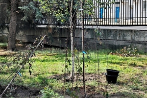 В ожидании посадок: мэрия Саратова продолжает закупать саженцы в Москве, а не у местных производителей, хотя Вячеслав Володин ранее усмотрел в этом «освоение» бюджетов, выгодное определённым чиновникам