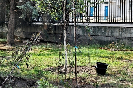 В ожидании посадок: мэрия Саратова продолжает закупать саженцы в Москве, а не у местных производителей, хотя Вячеслав Володин ранее усмотрел в этом «освоение» бюджетов, выгодное определённым чиновникам