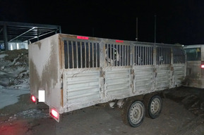 За границу Саратовской области не выпустили 12 домашних собак без документов