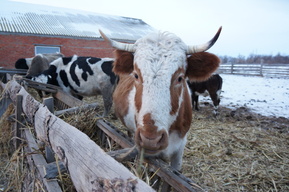 В селе животные заболели бруцеллезом и их пришлось убить. Под суд пойдёт ветврач