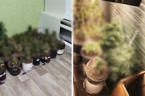 Вход за платяным шкафом: в квартире саратовца нашли тайную наркоплантацию