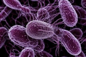 В масле, произведенном в Саратовской области, нашли кишечную палочку, появляющуюся из-за фекального загрязнения