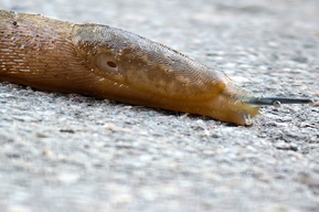 «Бояться не надо»: учёный рассказал, чего ждать саратовцам от «нашествия» гигантских испанских слизней в 2026 году