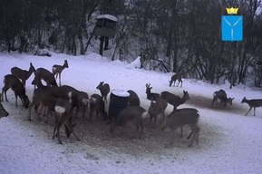 Охотники приучили диких животных питаться необычным кормом (видео)