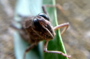 В Саратовской области ожидается нашествие саранчи