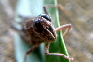 В Саратовской области ожидается нашествие саранчи
