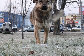 Осуждены шесть жителей Липецкой области: на отлове собак в Саратове освоили более 13,5 миллиона