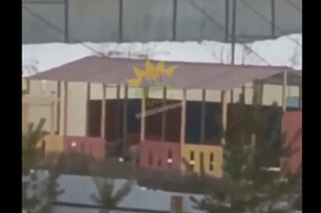 «Ссут и гадят»: житель Саратова заснял стаю собак в беседке детского сада Кировского района