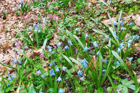 Штраф до миллиона: жителям региона напомнили, какие цветы нельзя срывать весной