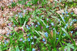 Штраф до миллиона: жителям региона напомнили, какие цветы нельзя срывать весной