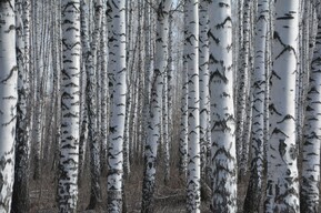 Стало известно, когда в Саратовской области начнётся пожароопасный сезон