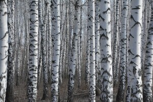 Стало известно, когда в Саратовской области начнётся пожароопасный сезон