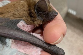 Ампутировали крыло: в Саратовской области впервые сделали операцию необычному пациенту