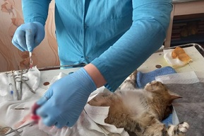 Ветеринары провели кесарево сечение кошке, которая рожала двое суток