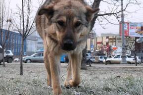 Самарский приют «Хати», занимавшийся отловом собак в Саратове, намерен отсудить у администрации Волжского района 170 тысяч