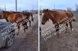«Что за издевательство над животными?»: в Энгельсе лошадей оставили без присмотра возле оживлённой трассы