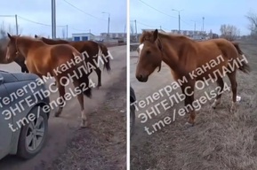«Что за издевательство над животными?»: в Энгельсе лошадей оставили без присмотра возле оживлённой трассы