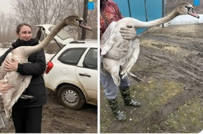 В селе Антоновка Жорик не мог взлетать: ветеринары рассказали, как спасали лебедя