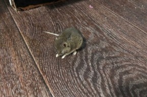 Мышиная лихорадка. Чиновники заверяют, что количество грызунов в Саратовской области «не превышает средних многолетних значений»