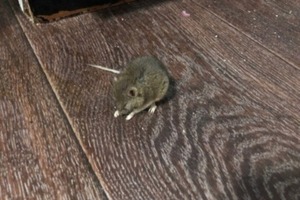 Мышиная лихорадка. Чиновники заверяют, что количество грызунов в Саратовской области «не превышает средних многолетних значений»