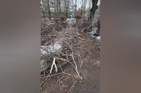 Убирать за собой, кажется, они не собираются»: чиновники опилили деревья у дворца культуры и бросили ветки на пешеходной дорожке