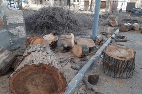 «Зелёный район превращают в пустыню!»: уничтожение вязов шокировало саратовчанку