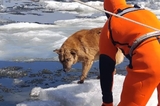 В Саратове с помощью судна на воздушной подушке спасли собаку