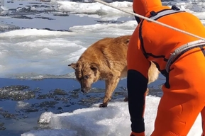 В Саратове с помощью судна на воздушной подушке спасли собаку