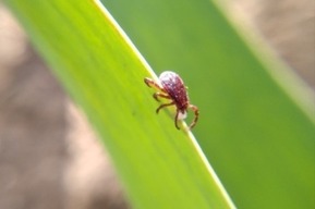 Роспотребнадзор предупредил о скором пробуждении клещей (в прошлом году боррелиозом заразились жители пяти районов)
